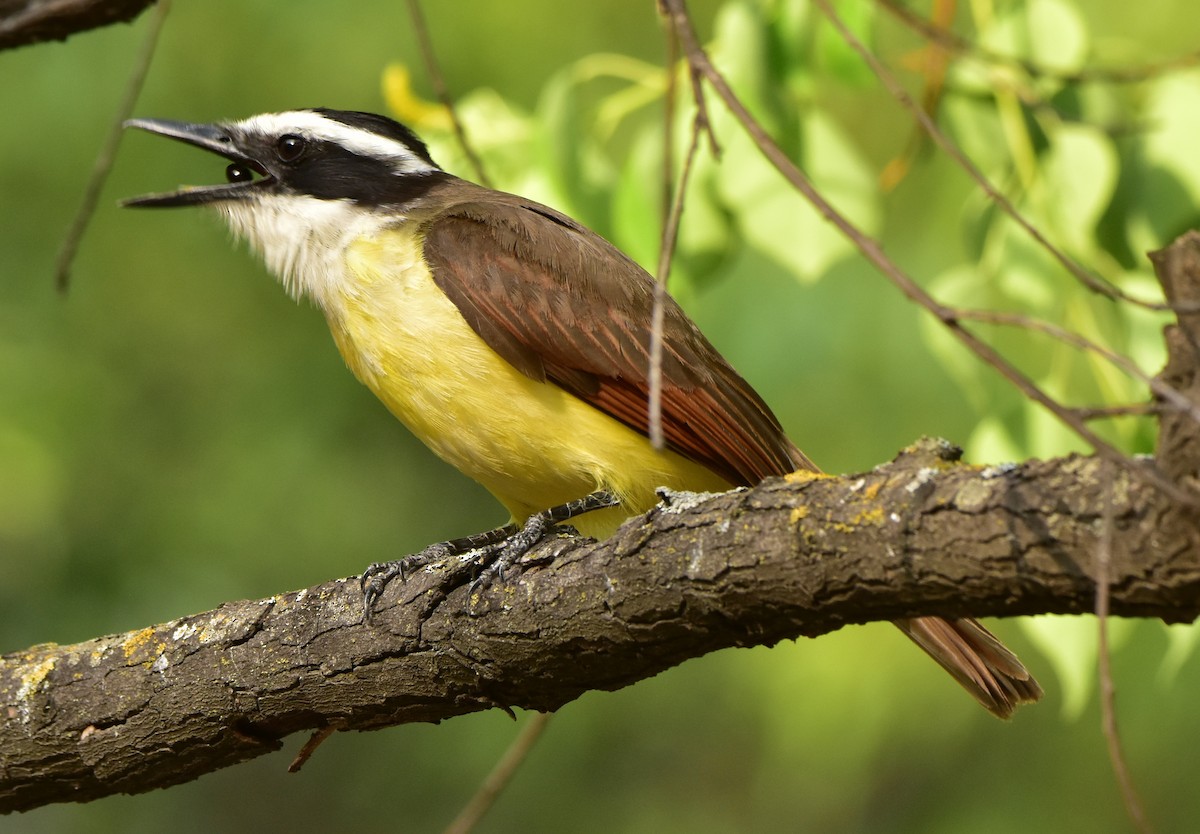 Great Kiskadee - ML620682618