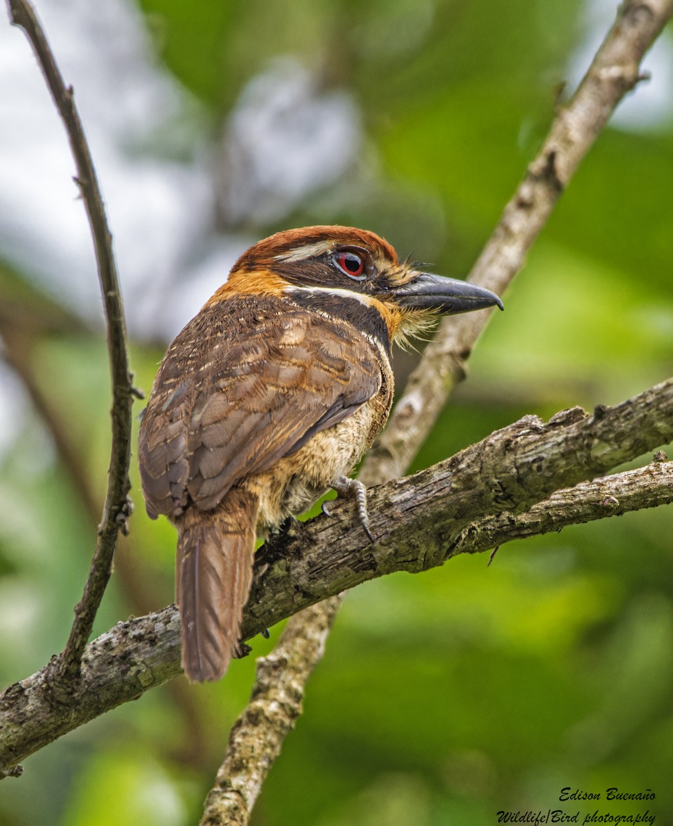 Chestnut-capped Puffbird - ML620682624