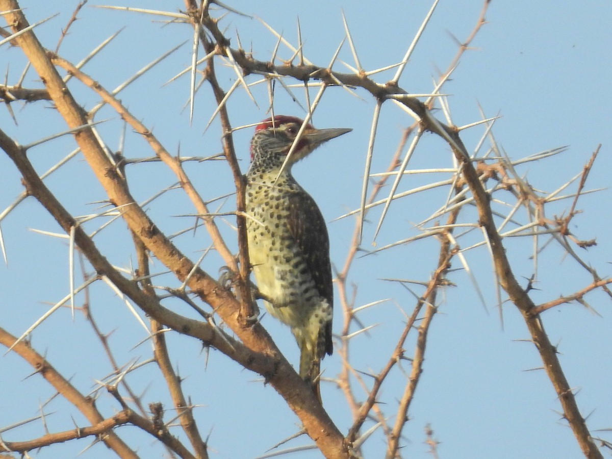 Nubian Woodpecker - ML620682626