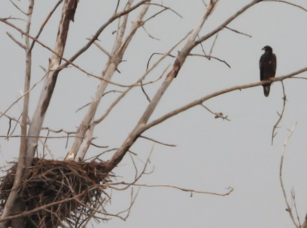 Bald Eagle - ML620682627