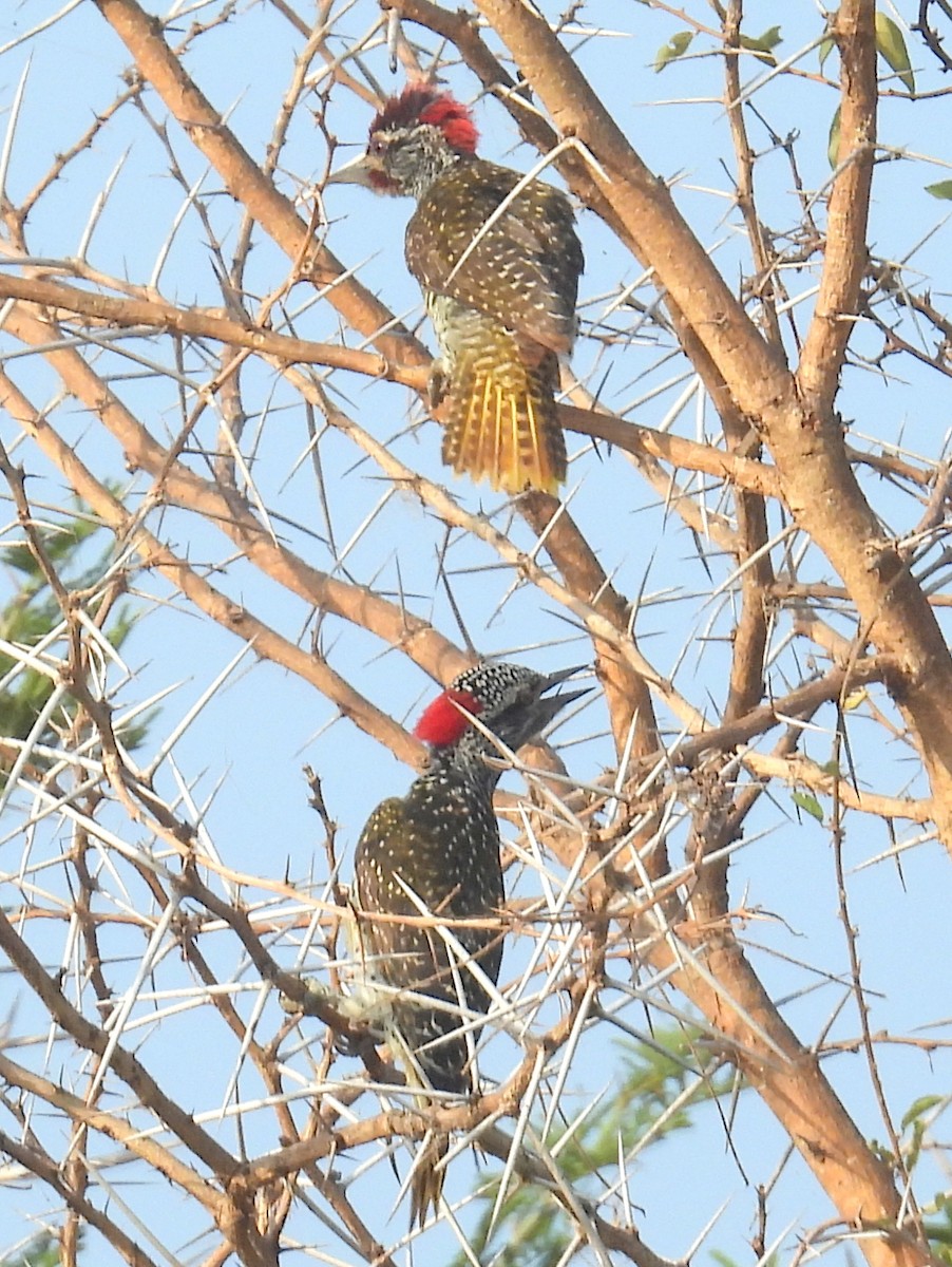 Nubian Woodpecker - ML620682631