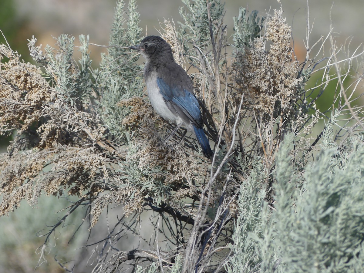 California/Woodhouse's Scrub-Jay - ML620682632