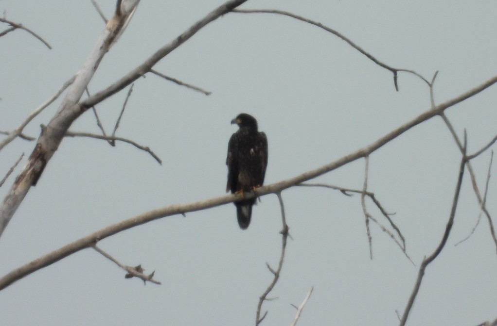 Bald Eagle - ML620682633