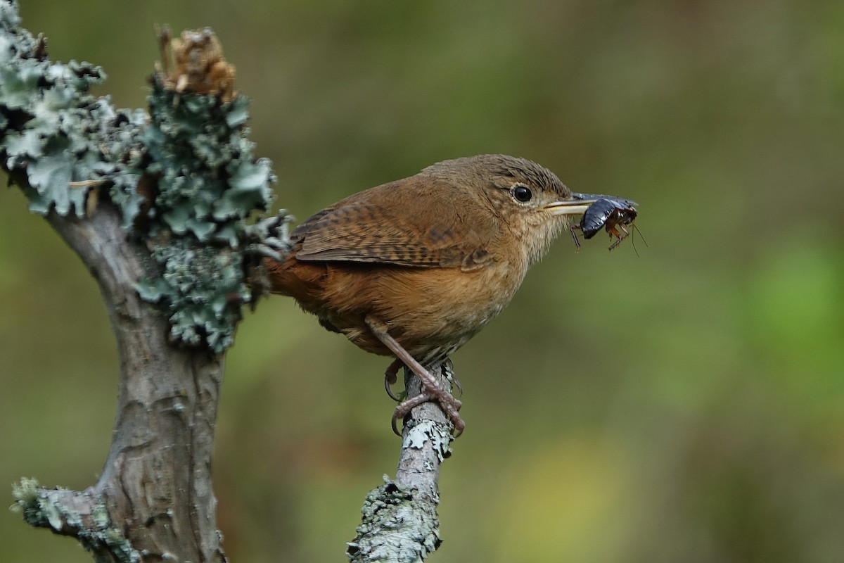 Chochín Criollo - ML620682634