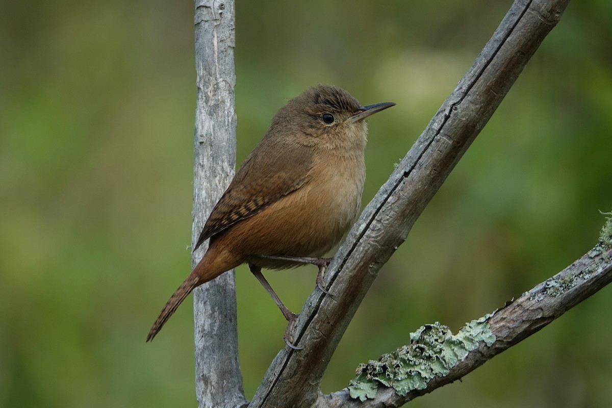 House Wren - ML620682636