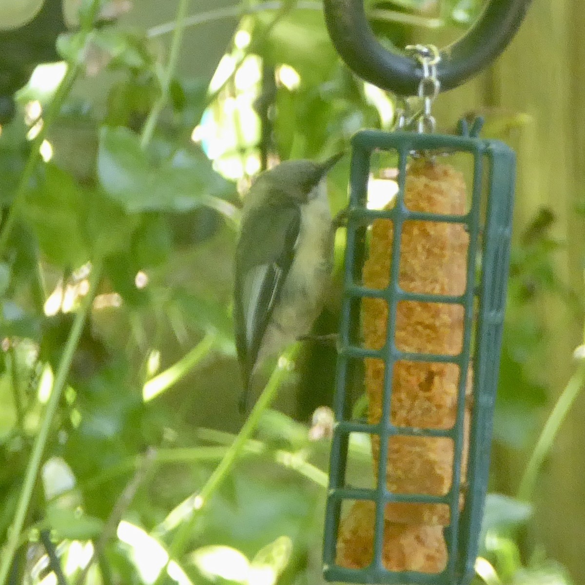 Pygmy Nuthatch - ML620682639