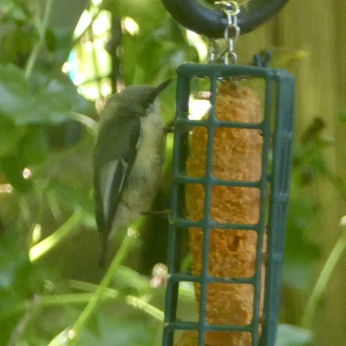 Pygmy Nuthatch - ML620682641