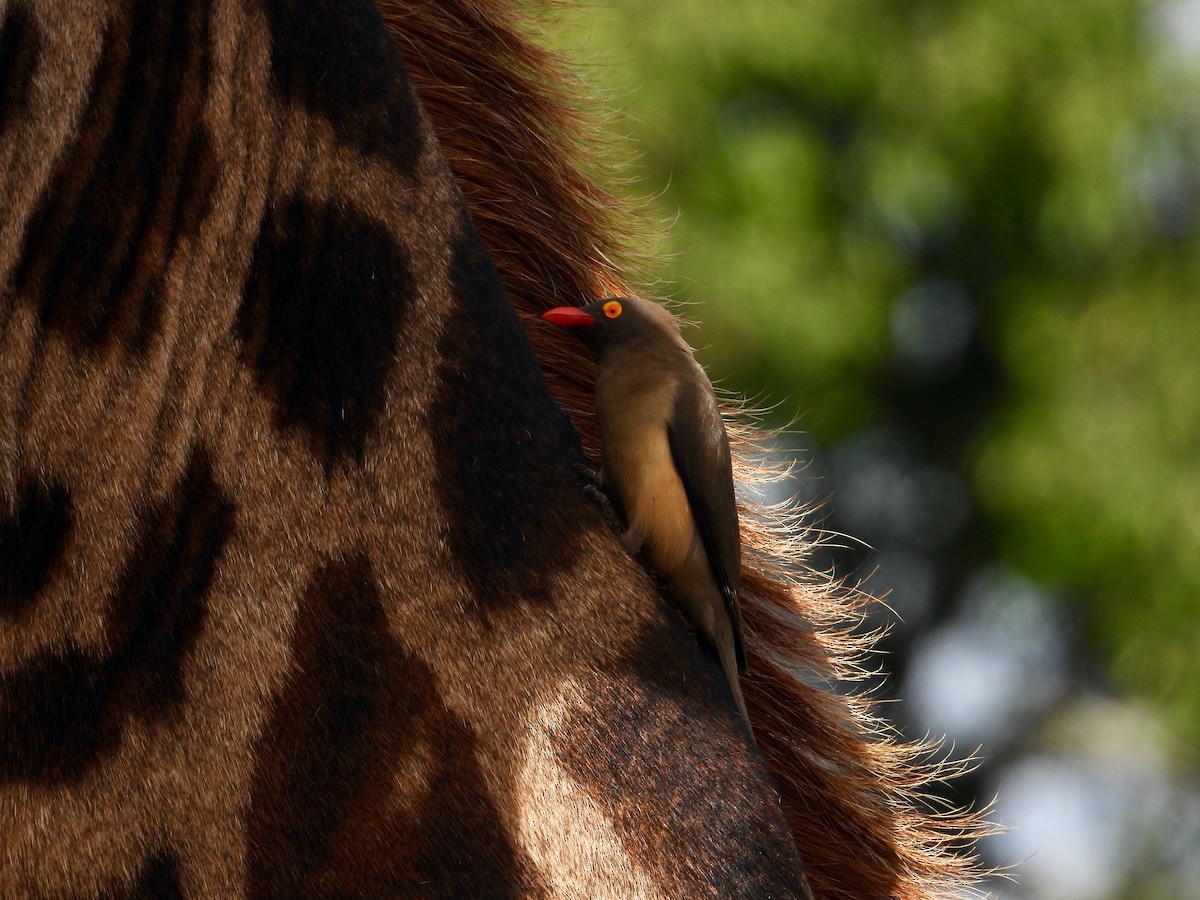 Red-billed Oxpecker - ML620682644