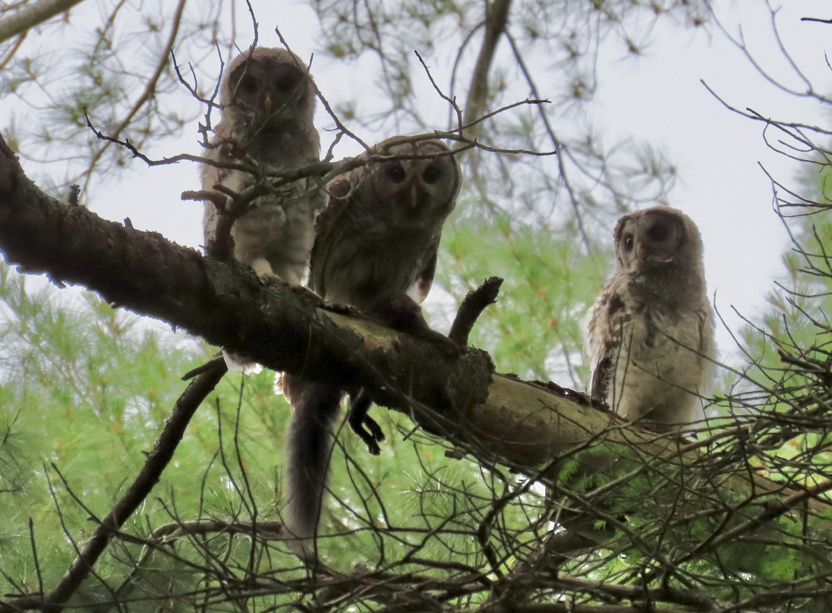 Barred Owl - ML620682653