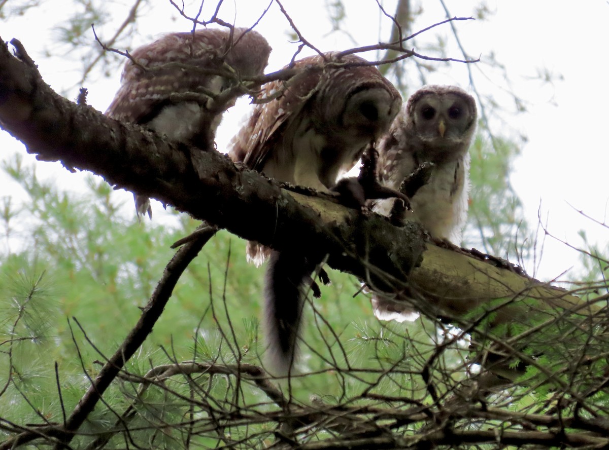 Barred Owl - ML620682654