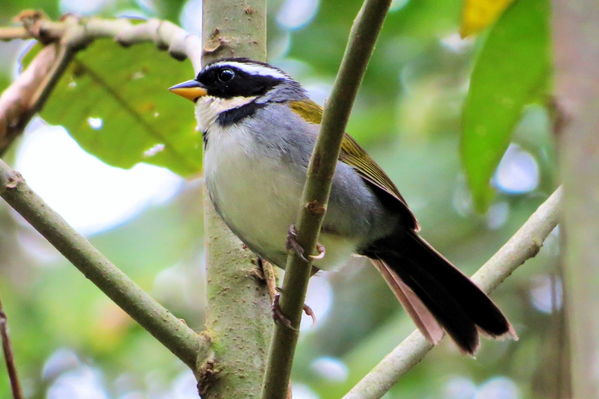 Half-collared Sparrow - ML620682655