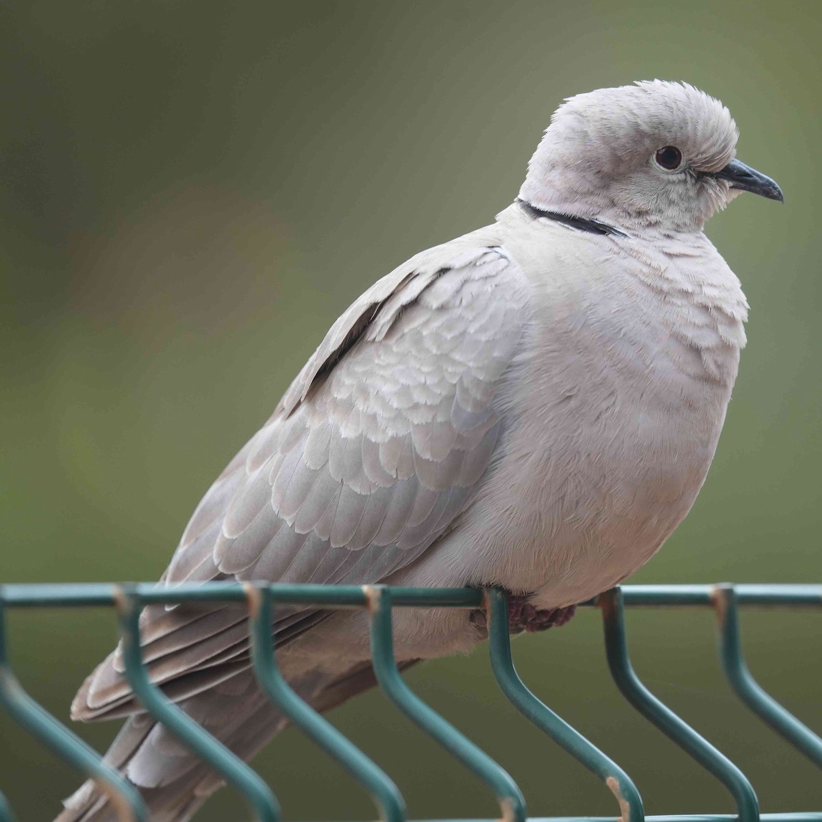 Eurasian Collared-Dove - ML620682656