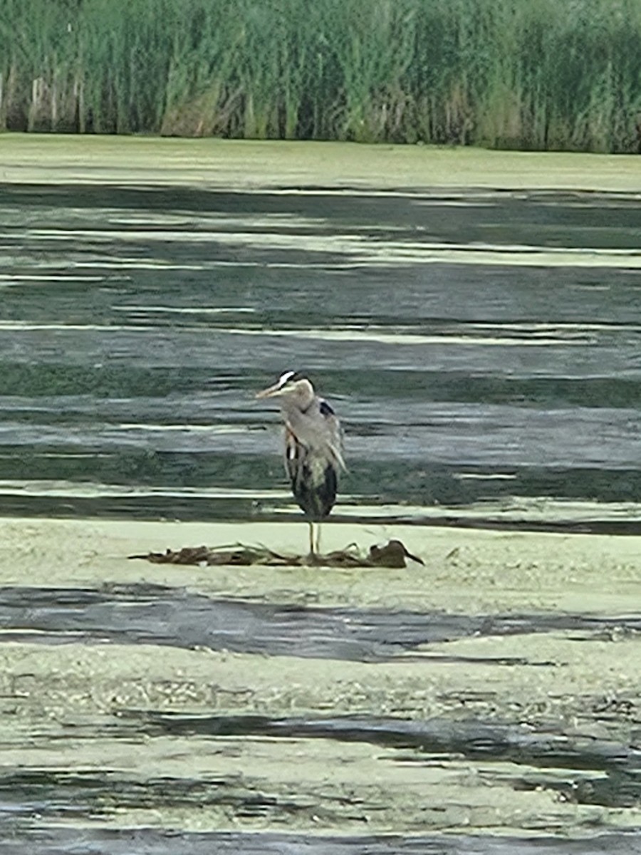 Great Blue Heron - ML620682657