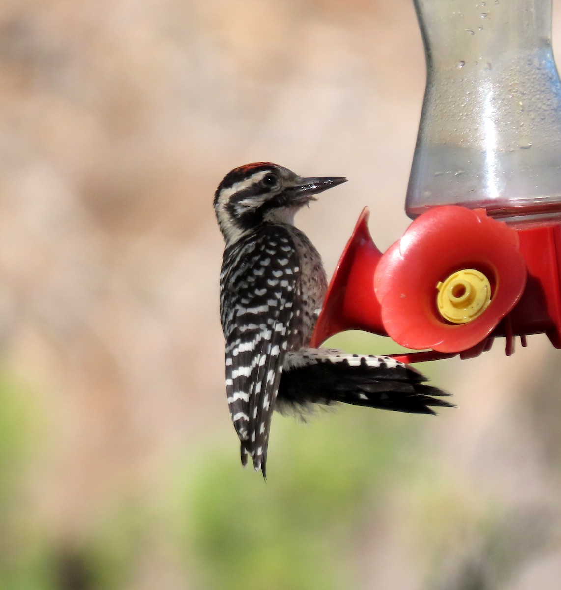 Ladder-backed Woodpecker - ML620682658