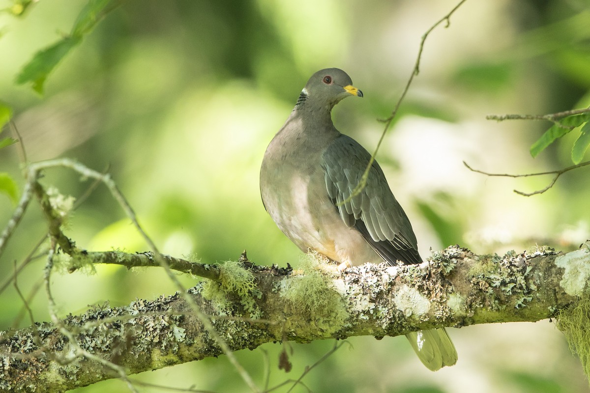 Band-tailed Pigeon - ML620682659