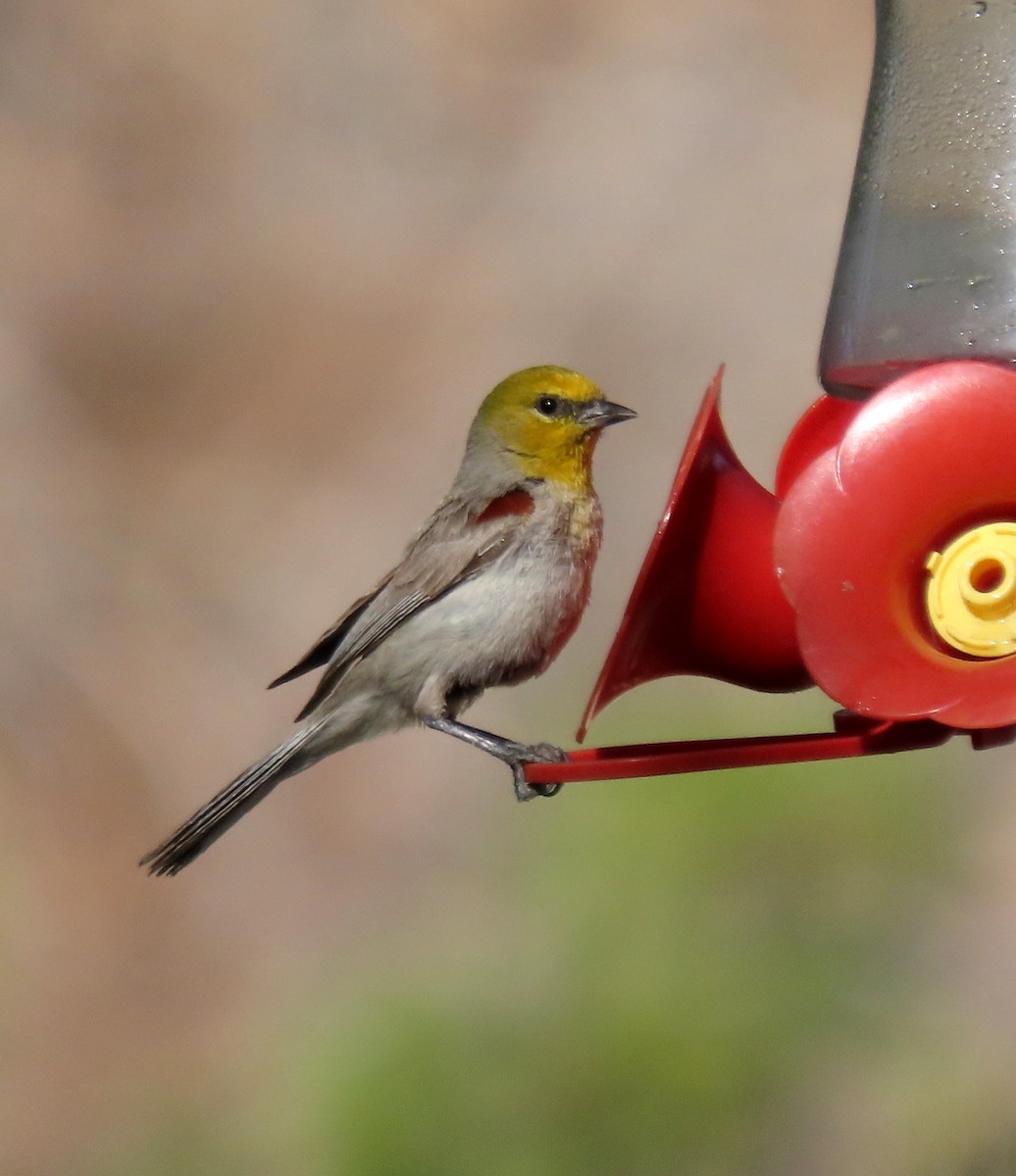 Pájaro Moscón Baloncito - ML620682660