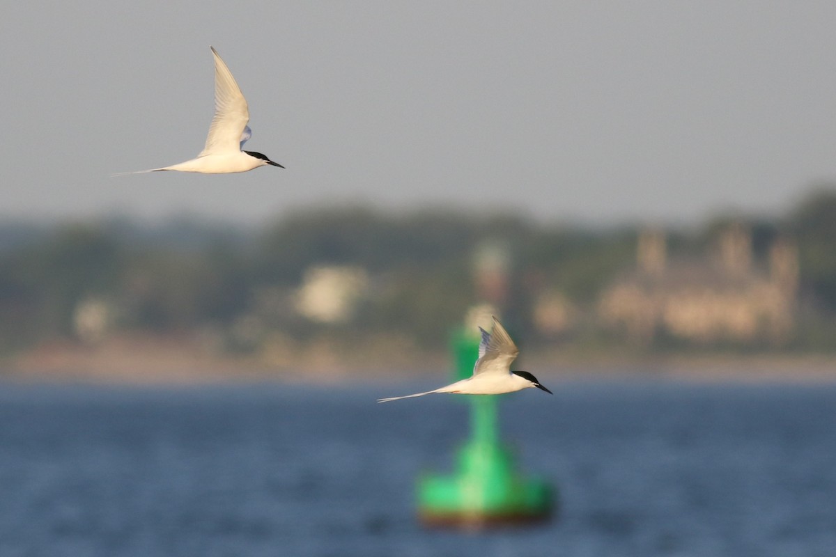 Roseate Tern - ML620682661