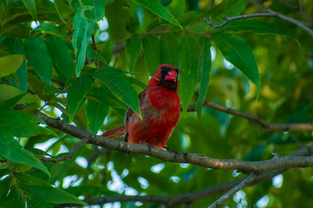 Northern Cardinal - Dawn S