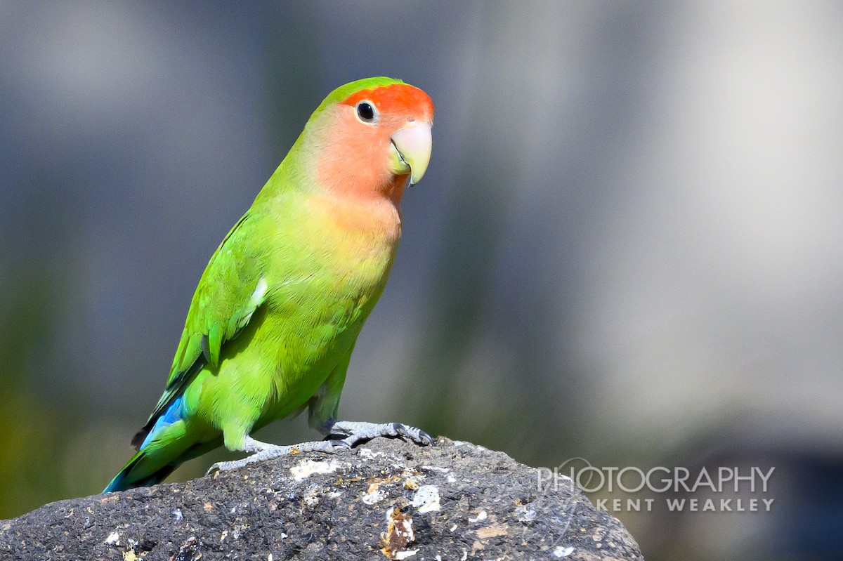 Rosy-faced Lovebird - ML620682663