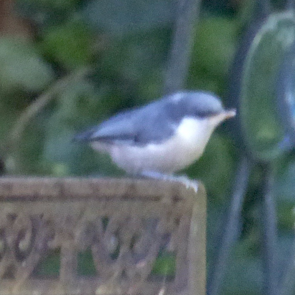 Pygmy Nuthatch - ML620682664