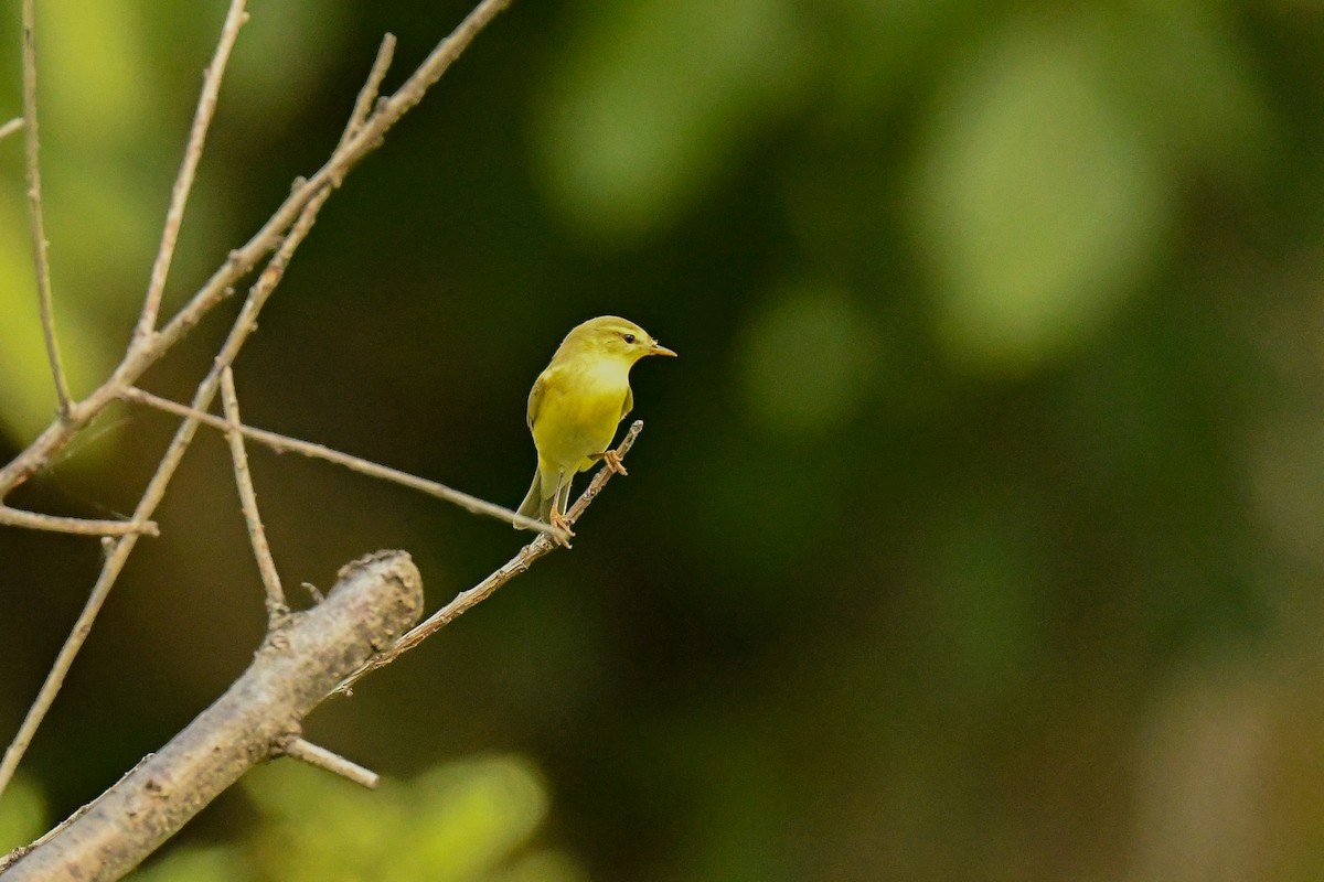 Willow Warbler - ML620682665