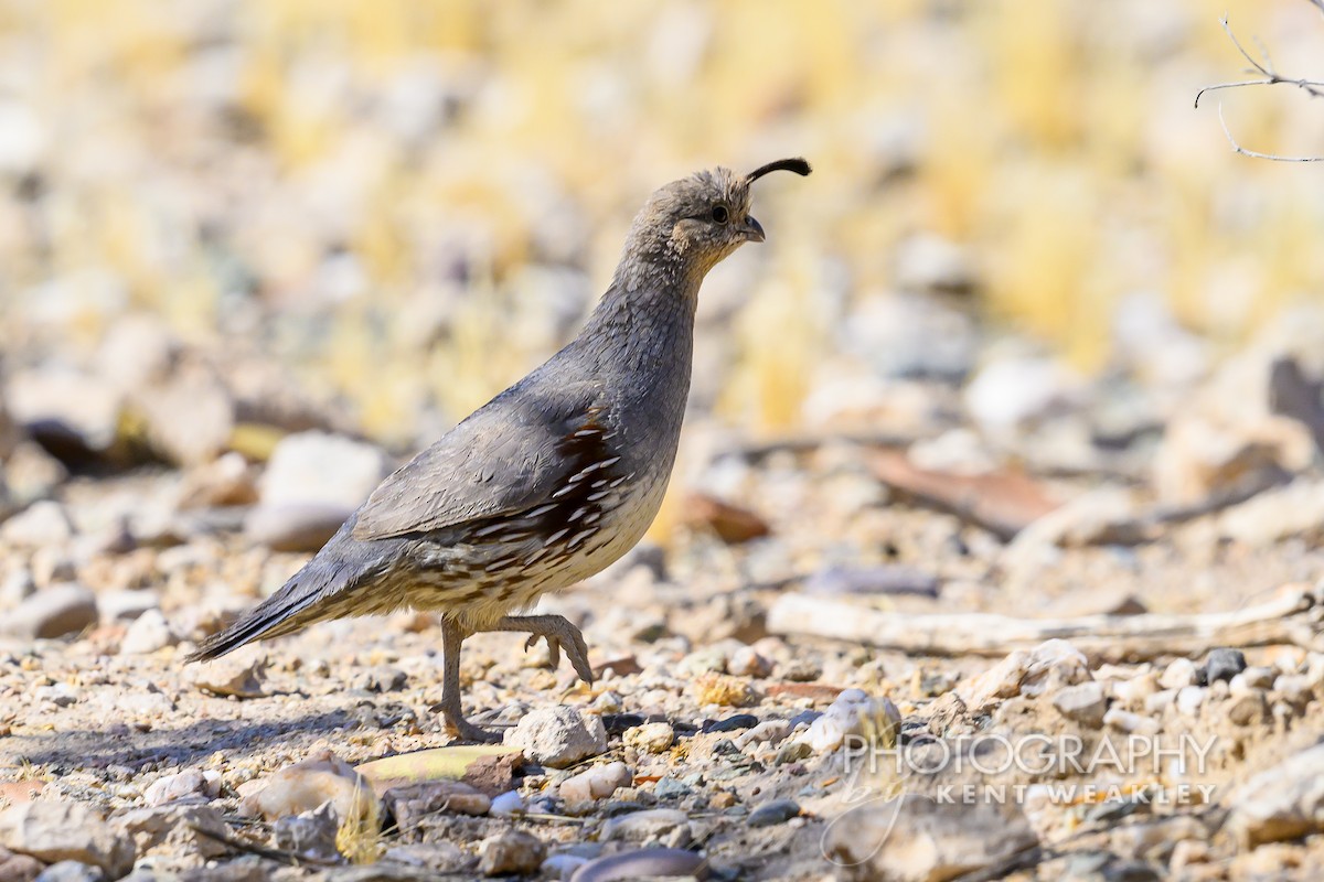 Gambel's Quail - ML620682667