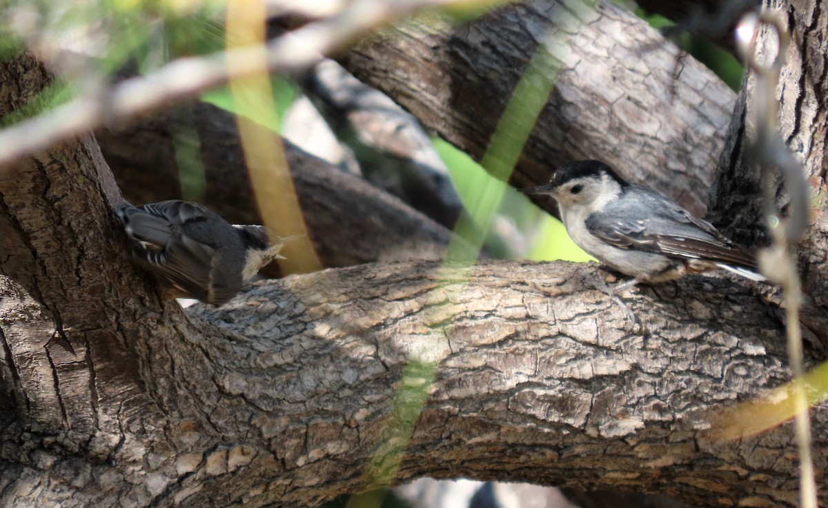 White-breasted Nuthatch - ML620682670