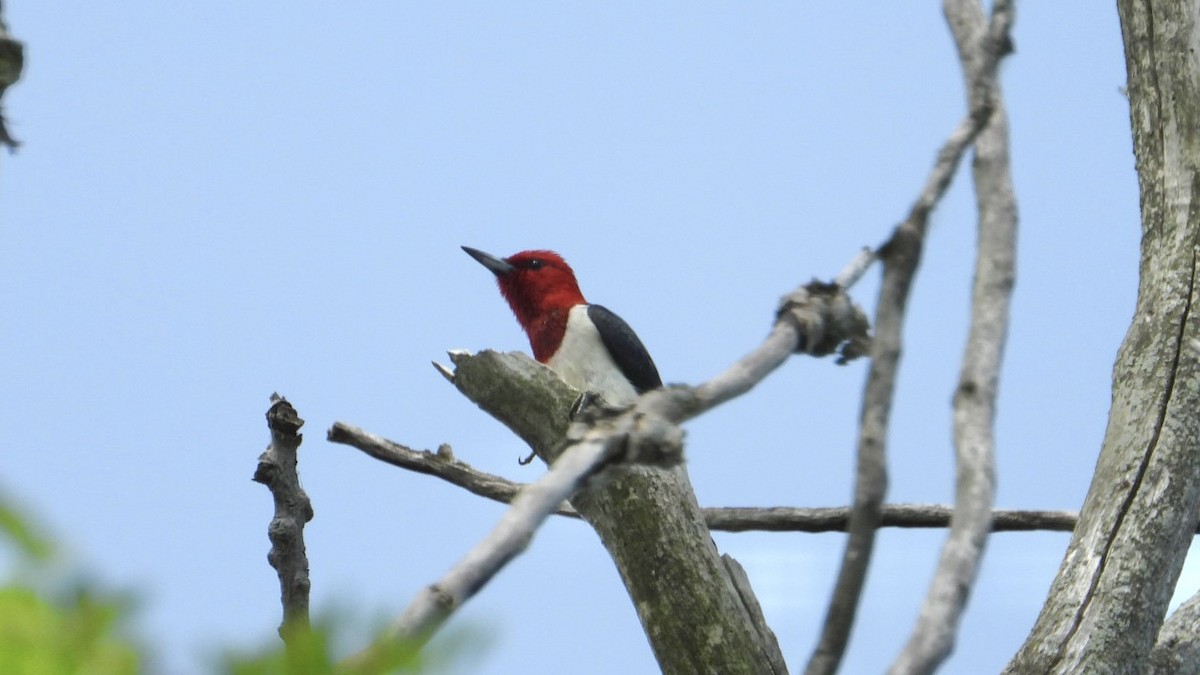 Red-headed Woodpecker - ML620682672