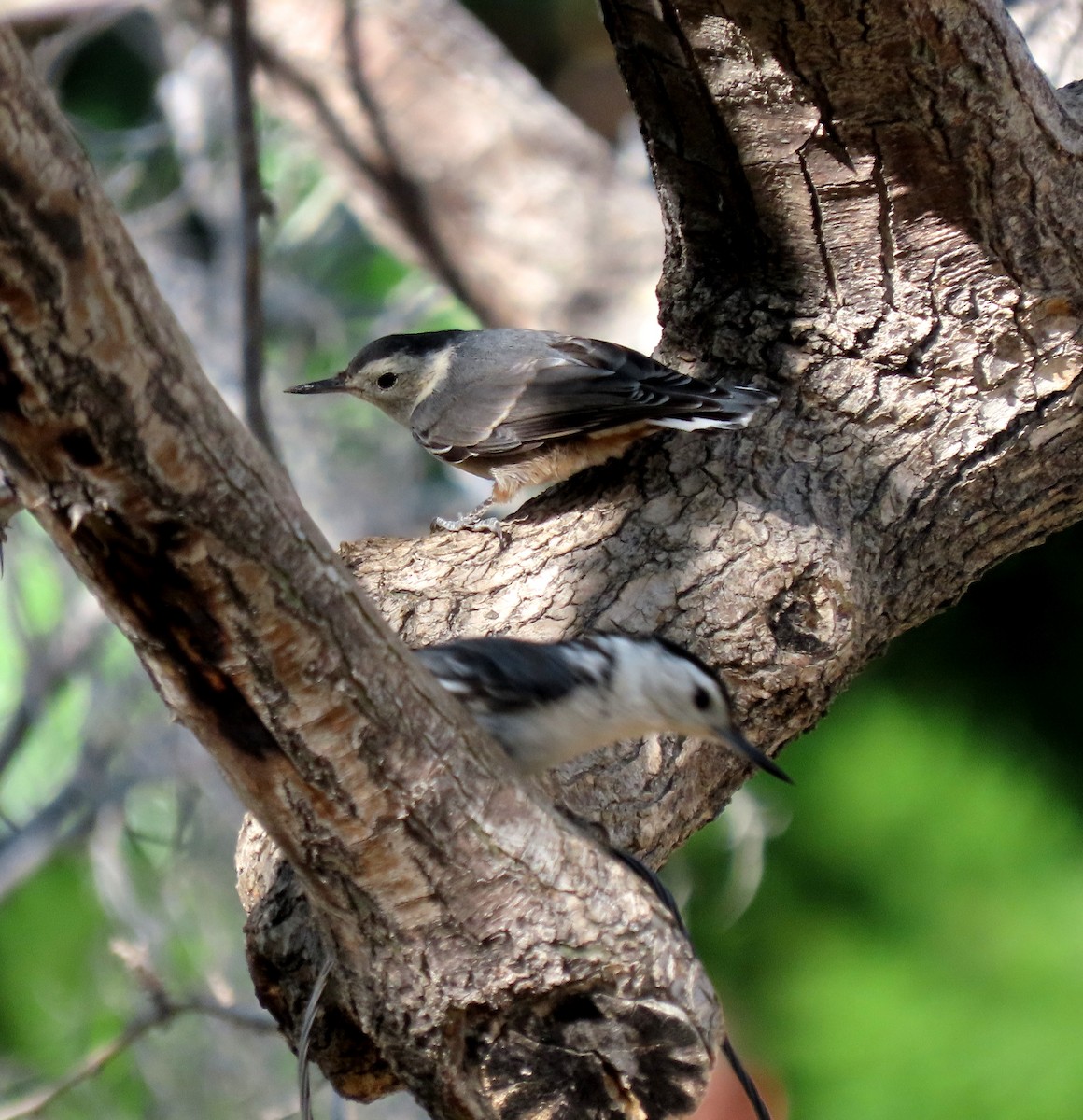 White-breasted Nuthatch - Ruth Gravance