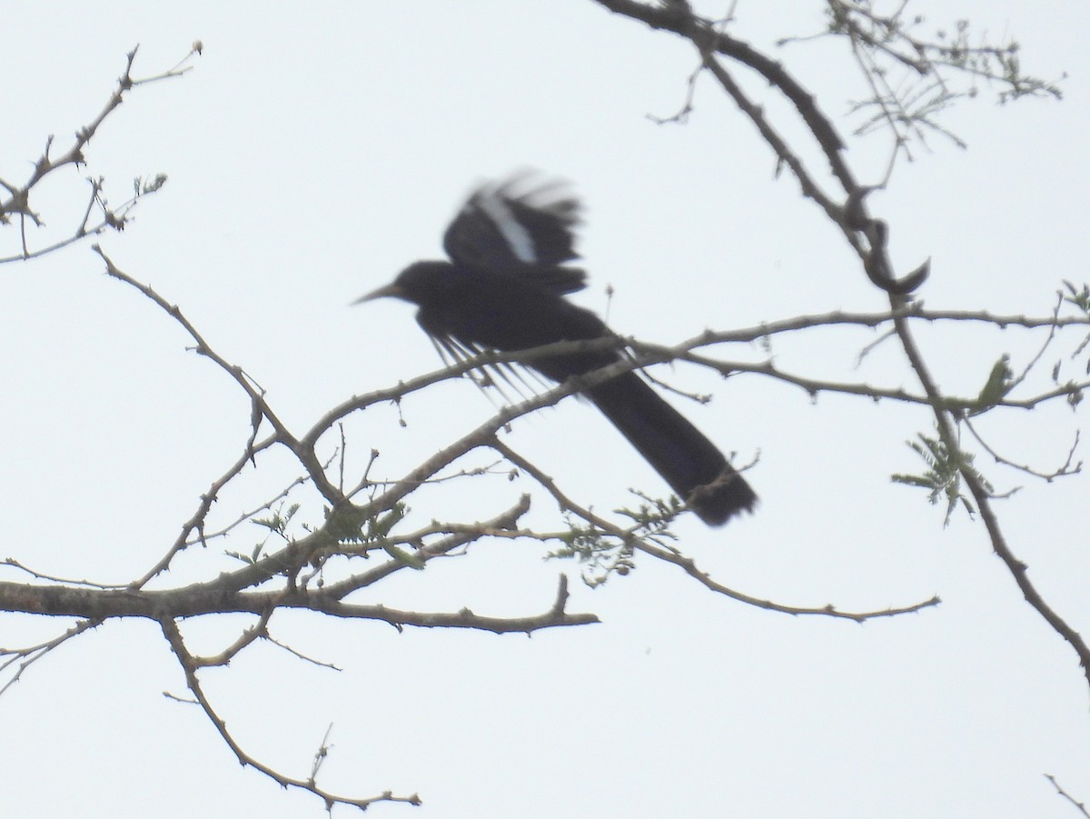 Black Scimitarbill - ML620682674