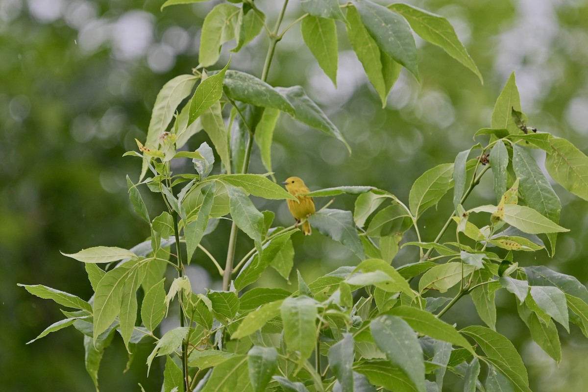 Yellow Warbler - ML620682677