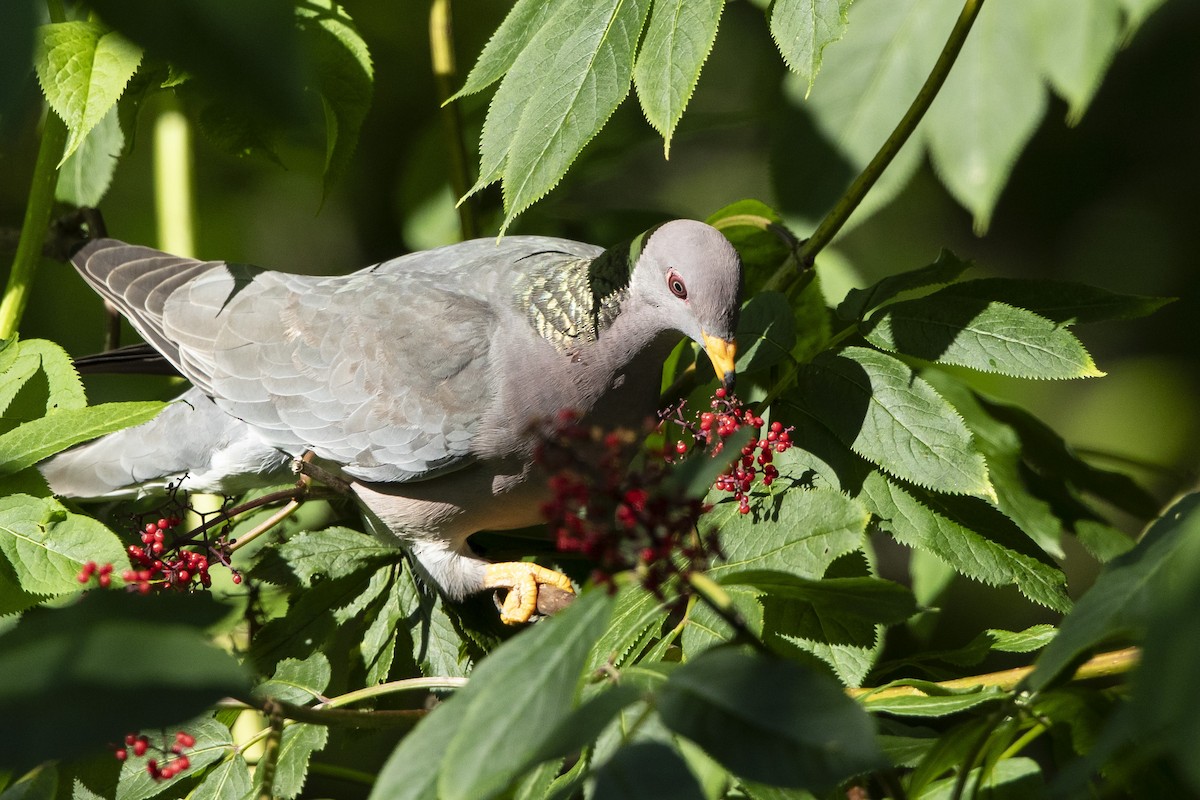 Band-tailed Pigeon - ML620682678