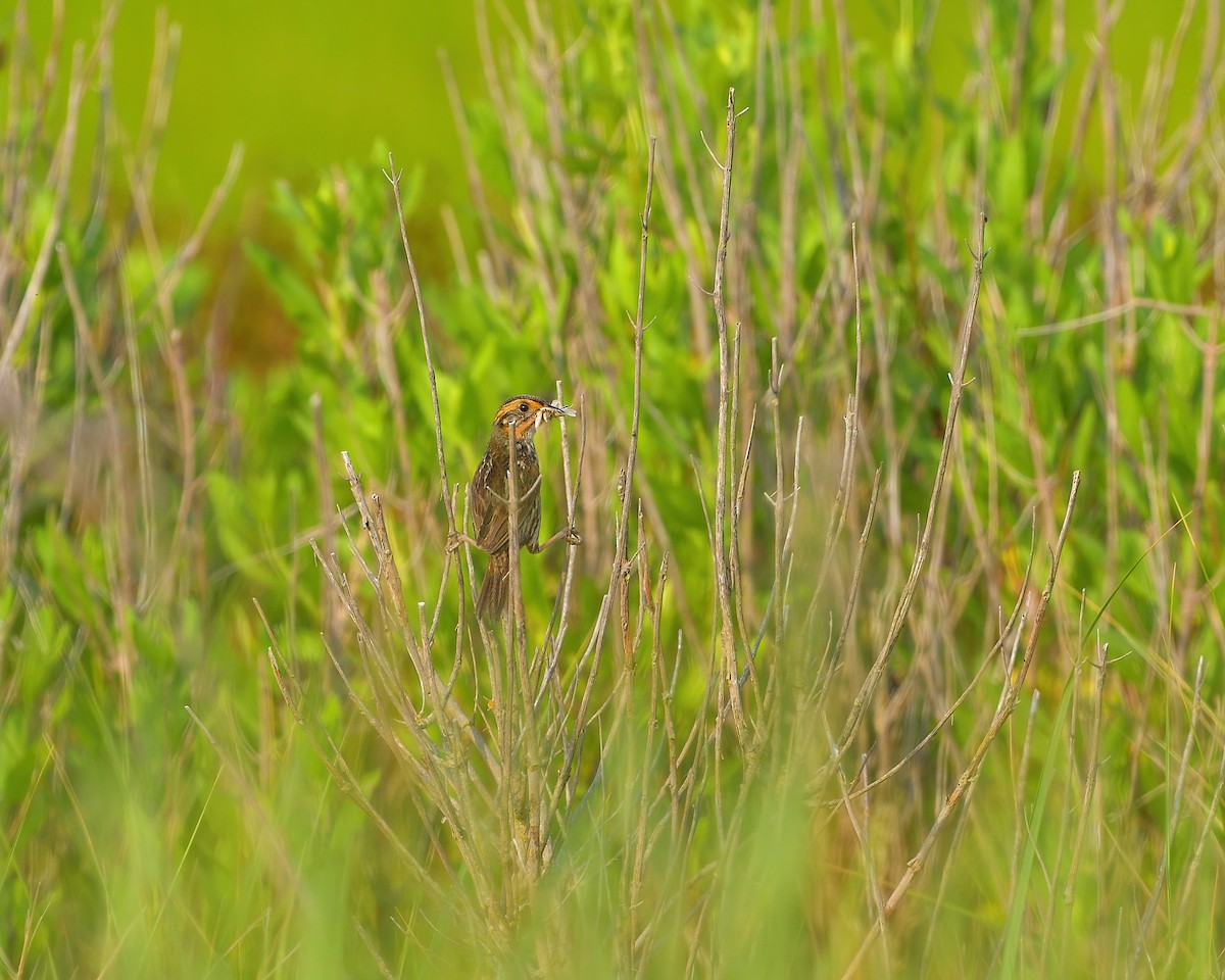 Saltmarsh Sparrow - ML620682680