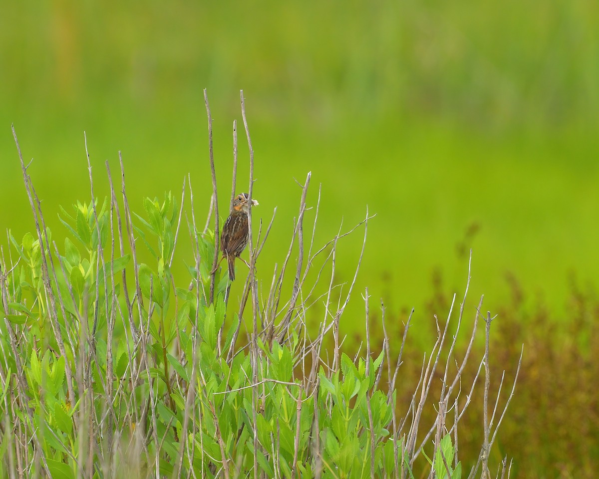 Saltmarsh Sparrow - ML620682681