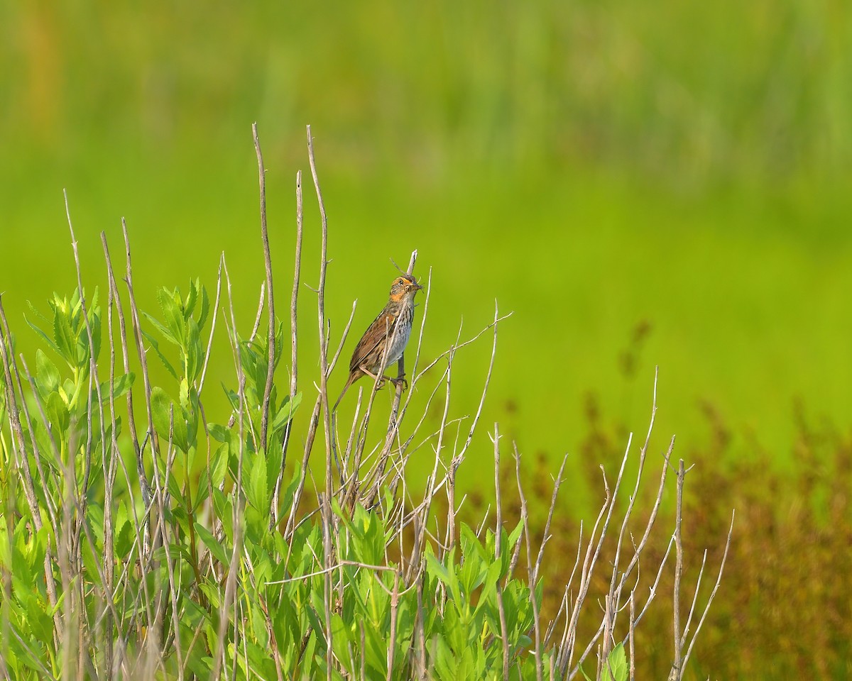 Bruant à queue aiguë - ML620682682