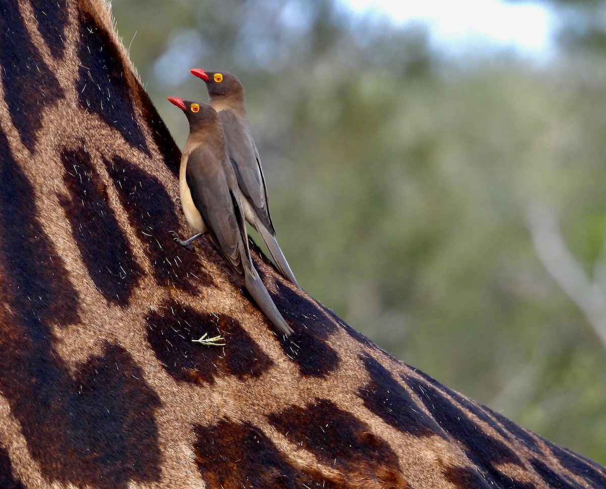 Red-billed Oxpecker - ML620682683