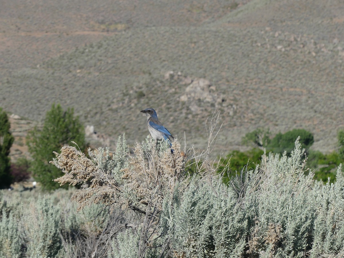 California/Woodhouse's Scrub-Jay - ML620682684