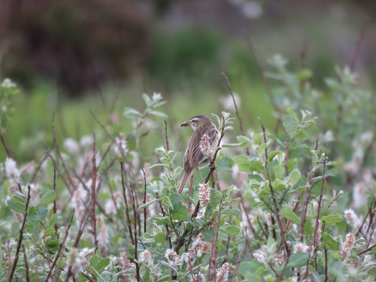 Sedge Warbler - ML620682686