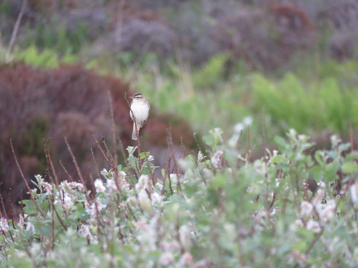 Sedge Warbler - ML620682687