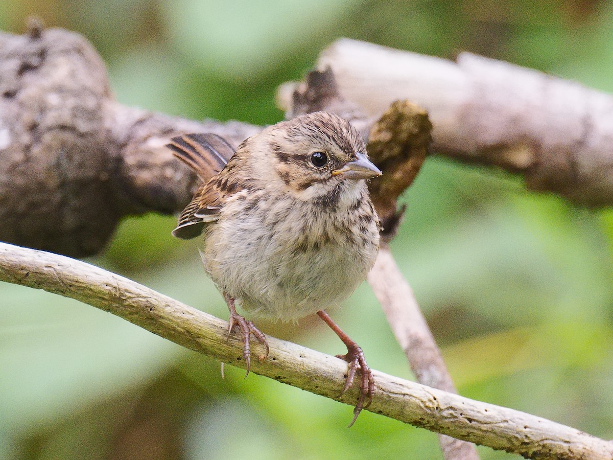 Song Sparrow (heermanni Group) - Michael Rieser