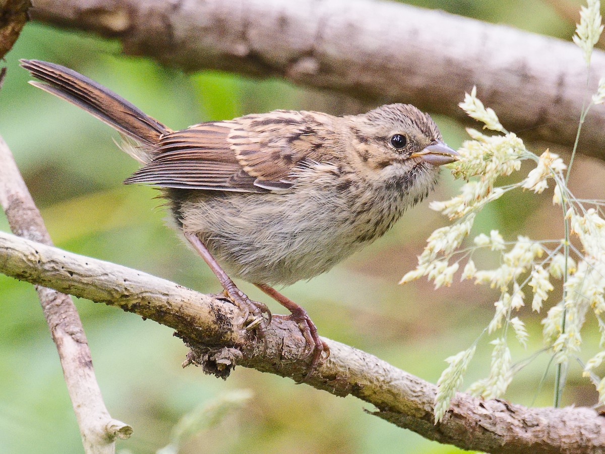 Song Sparrow (heermanni Group) - ML620682692