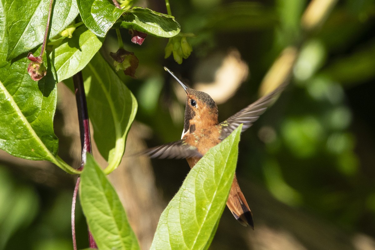 Rufous Hummingbird - ML620682693