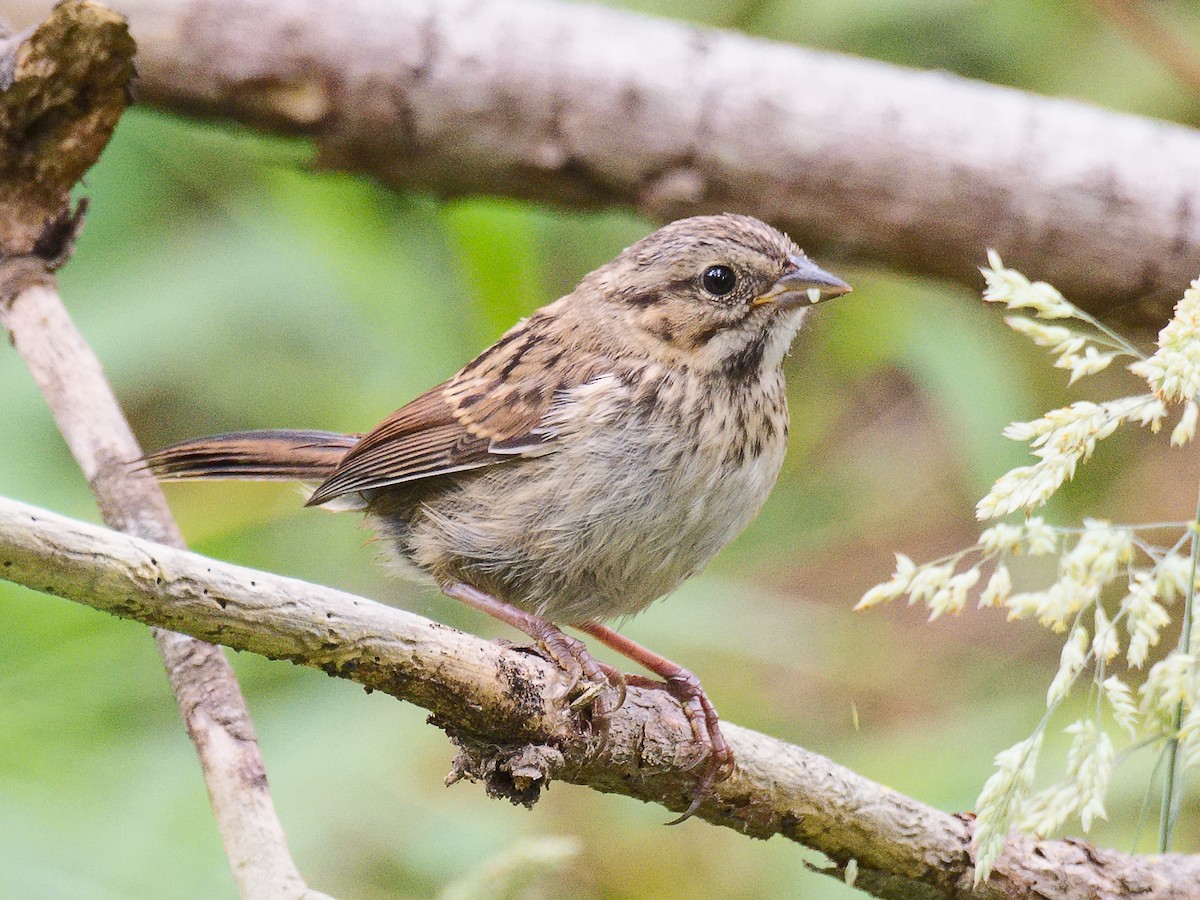 Song Sparrow (heermanni Group) - ML620682695