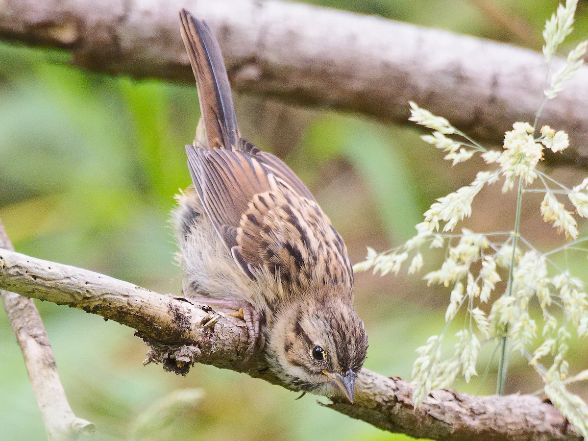 ウタスズメ（heermanni グループ） - ML620682699