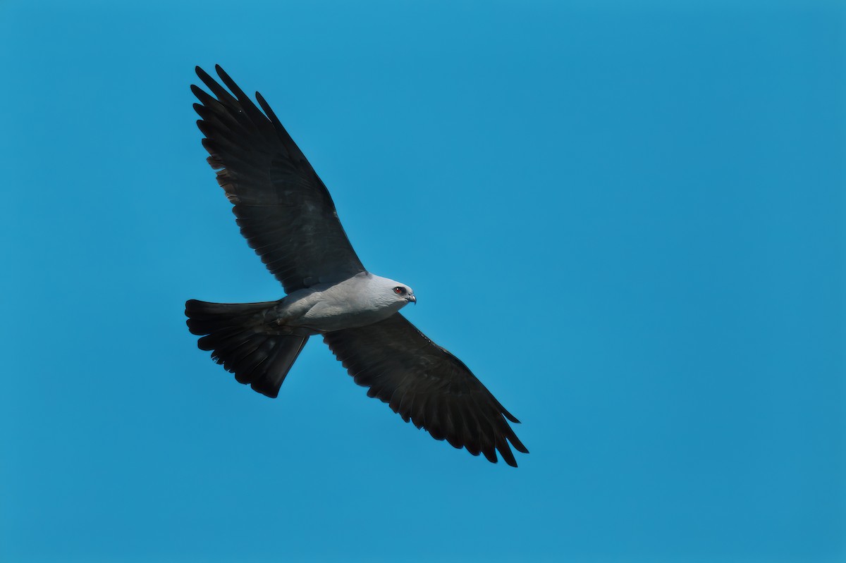 Mississippi Kite - ML620682703