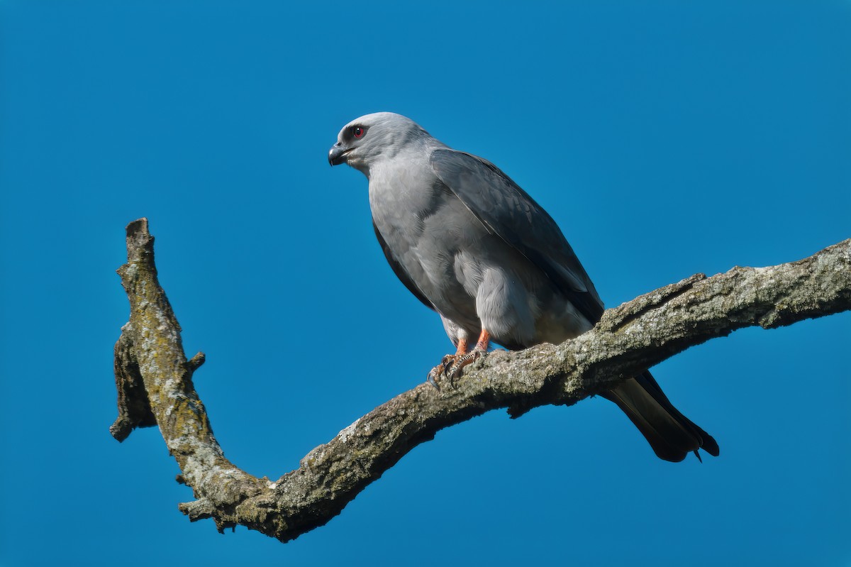 Mississippi Kite - Clifton Barry