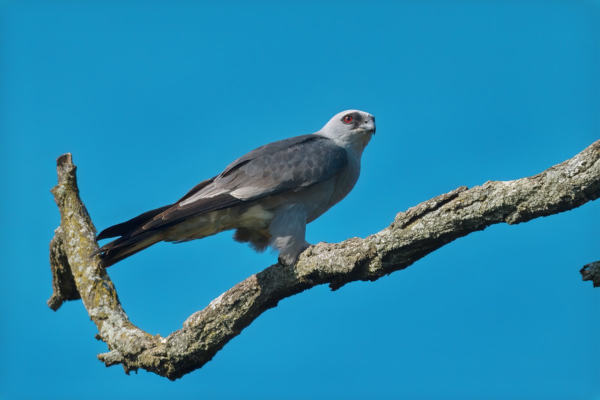 Mississippi Kite - ML620682707