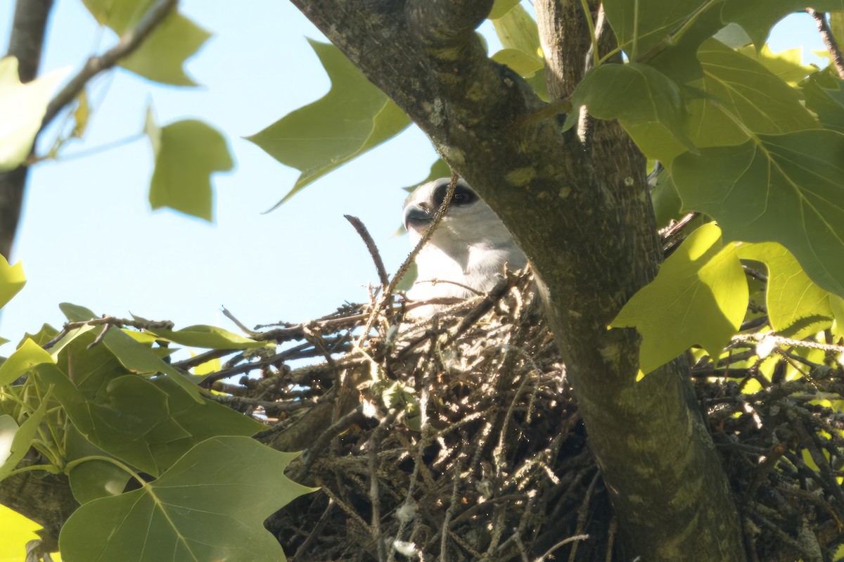 Mississippi Kite - ML620682708