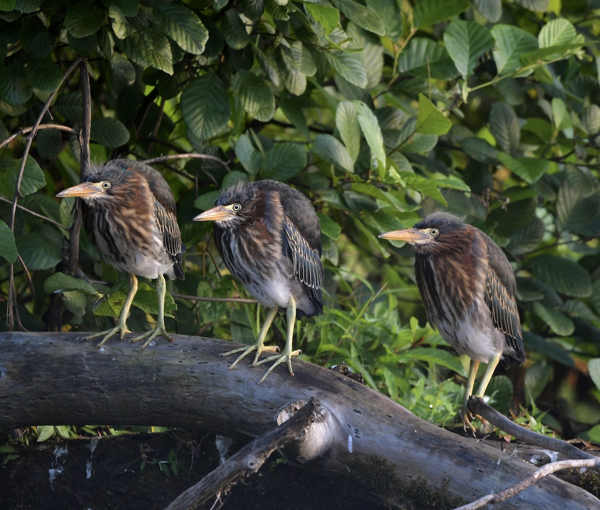 Green Heron - ML620682709