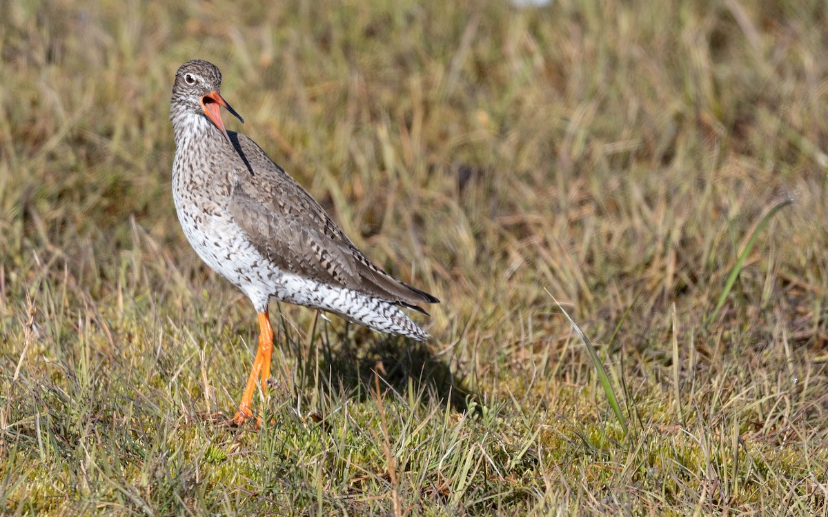 Common Redshank - ML620682711